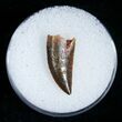 Nice Raptor Tooth From Morocco #5178-1